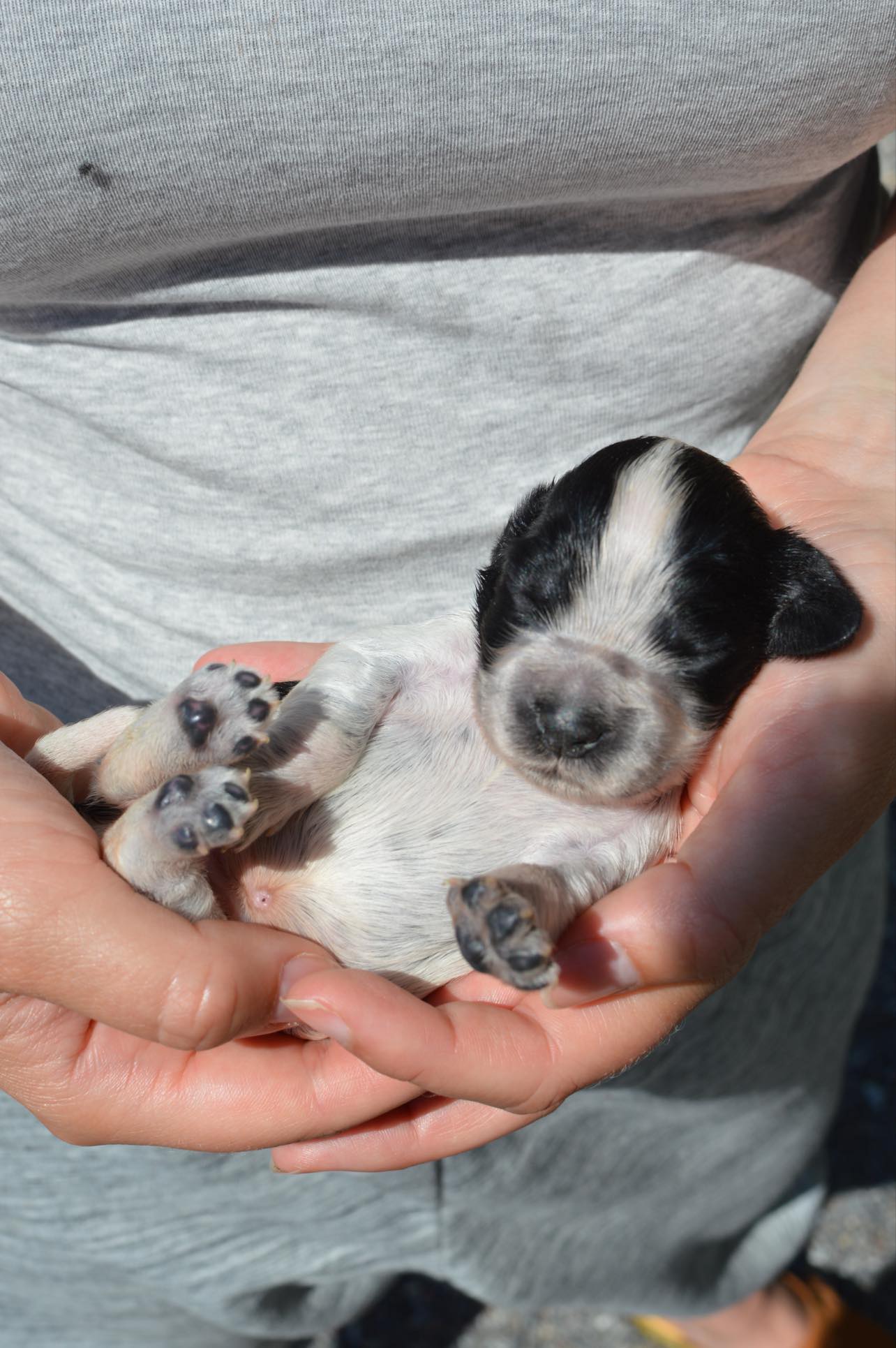 Hund Valp