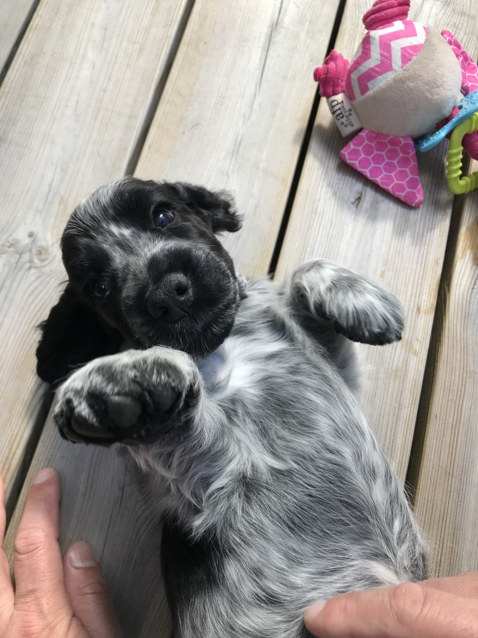 Hund Valp